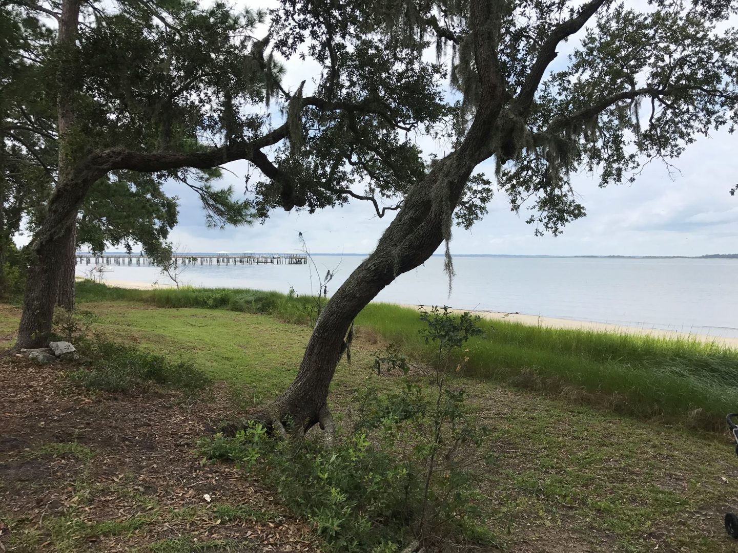 Lands End Woodland: 300 Acres of Land Preserves Heritage and History of Black Land Ownership Through Cultural Events and More - A tree in a grassy field - Water